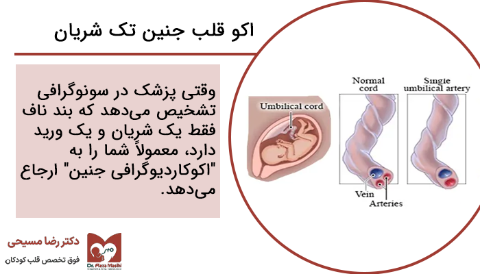 اکو قلب جنین تک شریان
